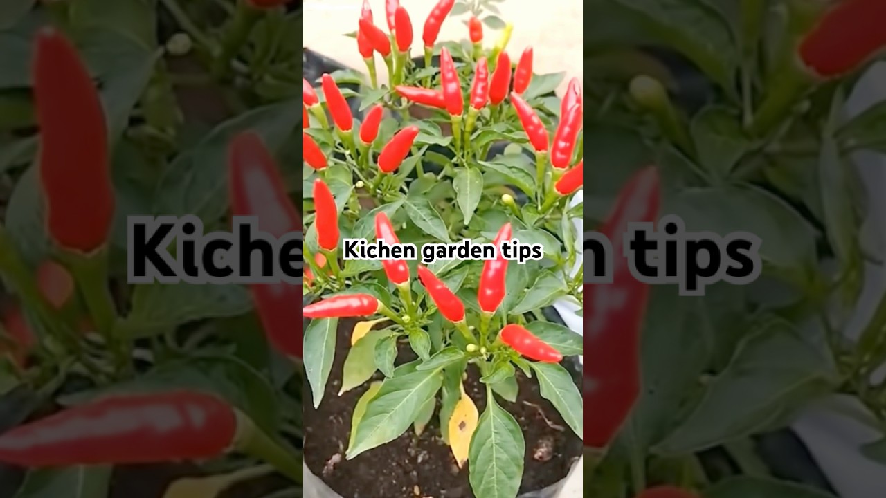 Kichen garden tips / pepper plant grow hacks 