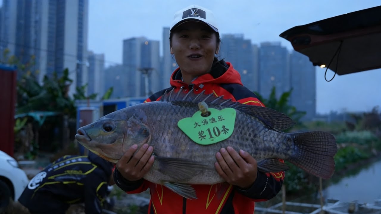 1280钓票的大罗非开塘赛，技术有个锤子用，就是看屁股#大涌渔乐钓场 #罗非鱼 #游钓黑坑