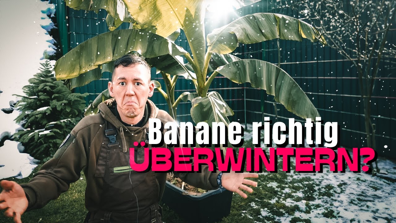 Bananenpflanze richtig &uuml;berwintern - Bananenstaude Musa basjoo und Co. im Winter!