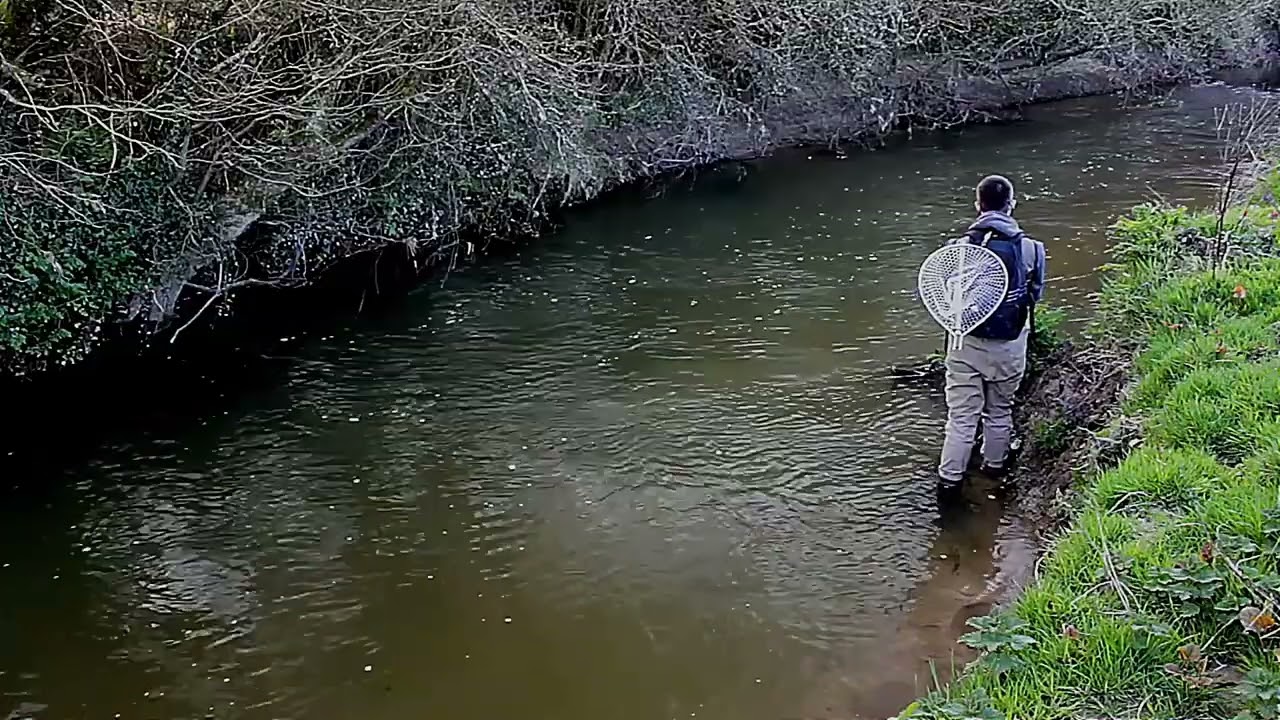 Fly Fishing for Wild Brown Trout at Beat 35: Grogarth, River Fal, Cornwall