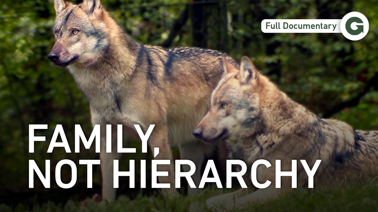 Germany’s Wild Wolves: The Truth About the Pack | Full Documentary