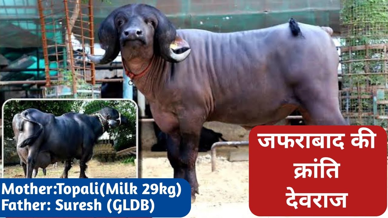 जाफराबादी बुल देवराज || Jaffrabadi bull Devraj || Laxmi Dairy Farm 👌🏻😱