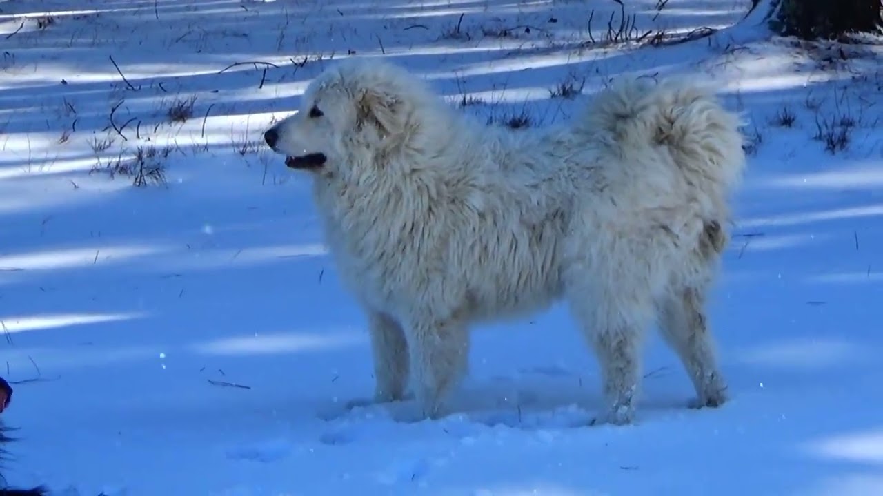 Max & Bailey Together Again