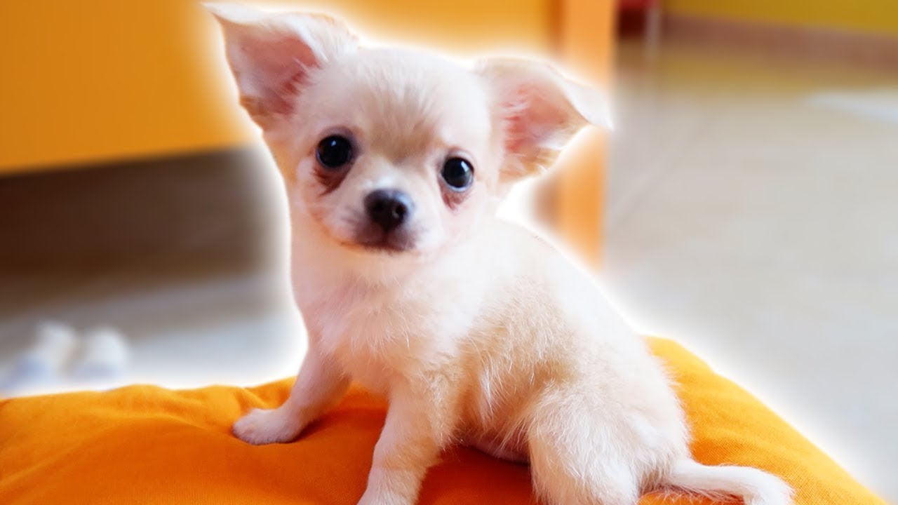 ABBIAMO PRESO IL NUOVO CUCCIOLO!