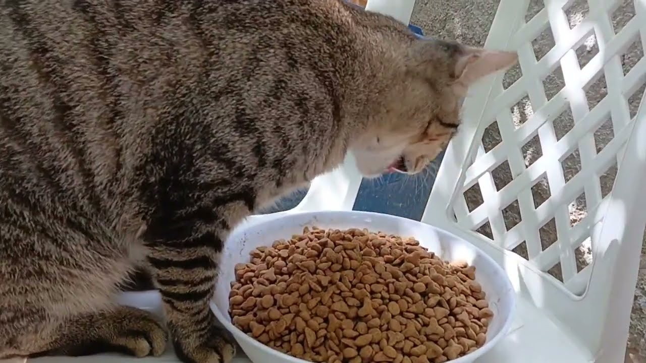 CACAU COMENDO RAÇÃO 