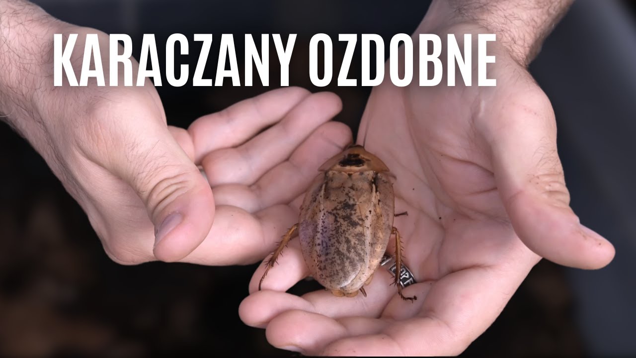 Piękne i głodne karaczany ozdobne | arent.pl