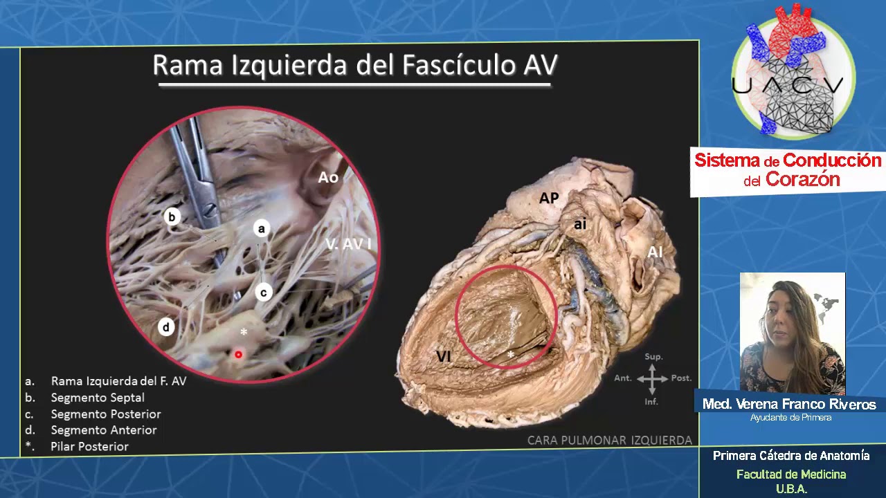 CARDIOANATOMÍA: Sistema de Conducción - UACV | Dra. Franco R.