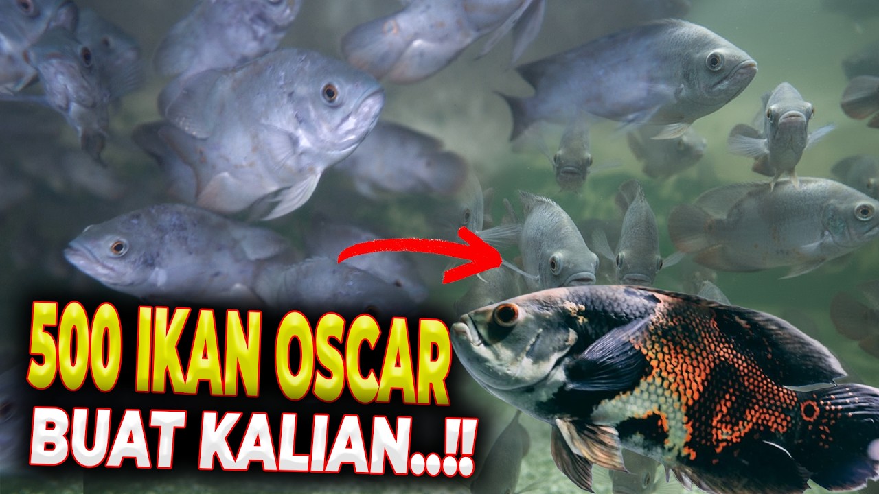 WOW... GAK NYANGKA BANGET JADINYA SEBANYAK INI..!!