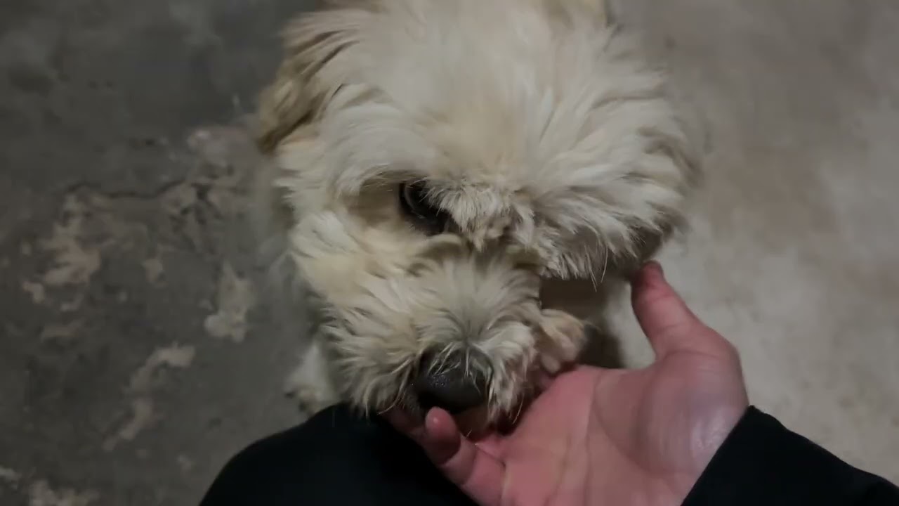 자기 전에 보는 강아지 영상