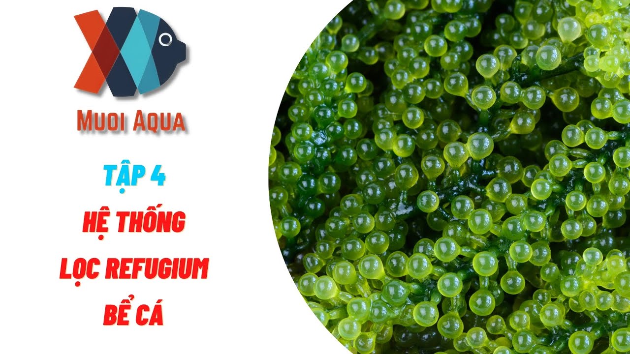 Hệ thống lọc REFUGIUM hồ cá cảnh nước mặn