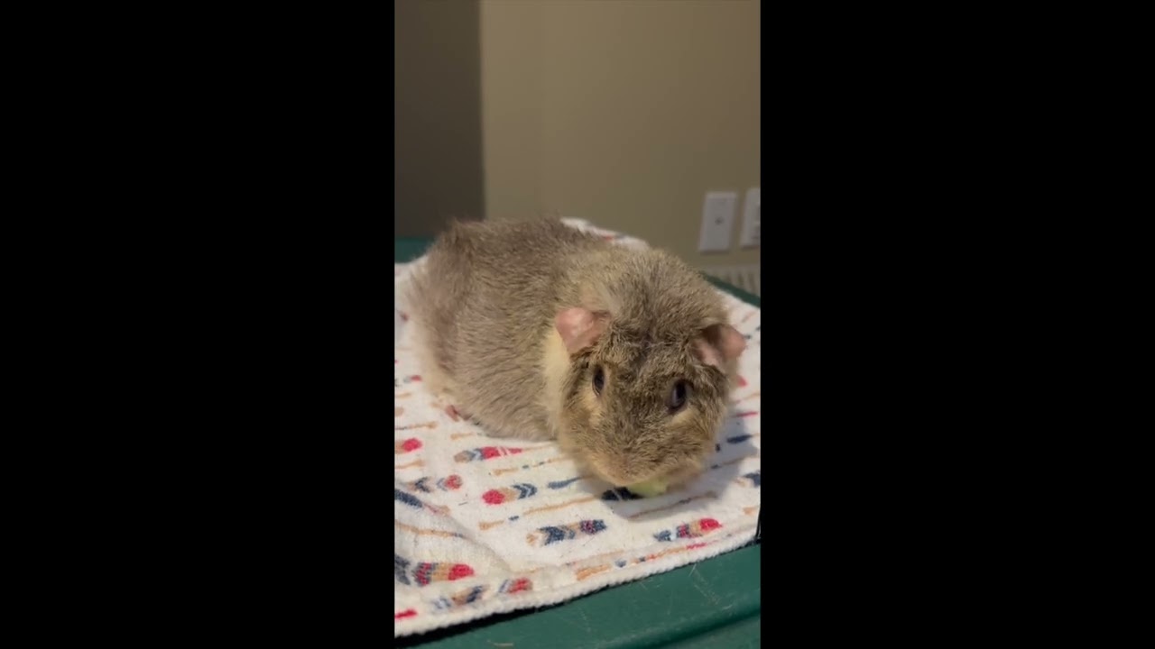 Seeing if my guinea pig is smart! #pets #cuteanimal #petgames