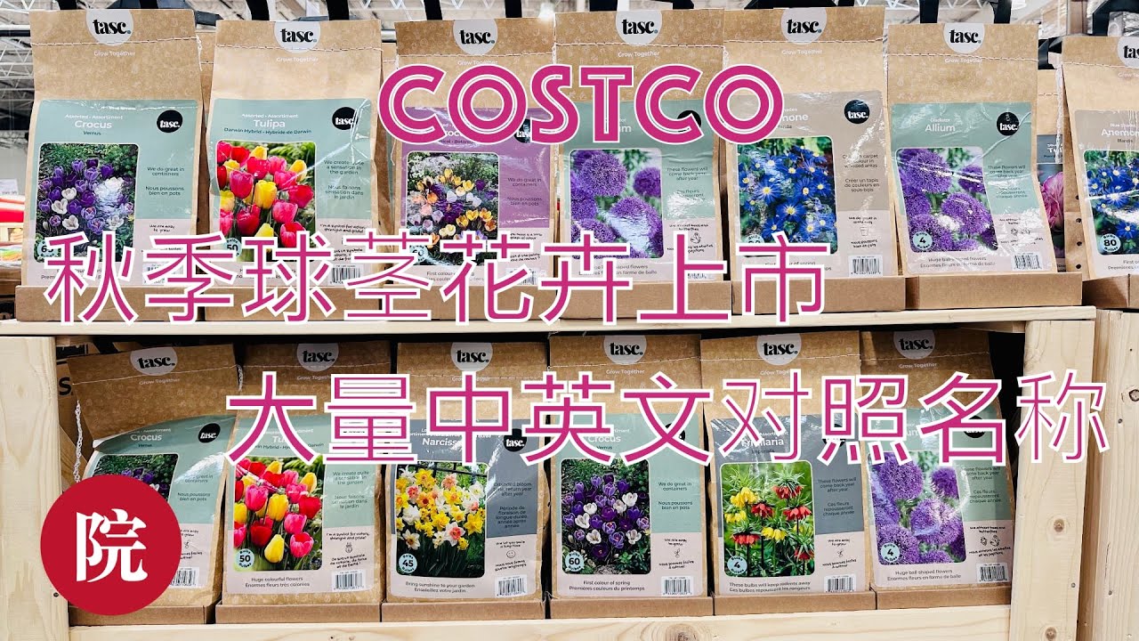 Costco快讯【2023/08/17】，大量适合秋天种植的球茎类花卉已经上市了，视频里有大量中英文对照的花卉名称，并且简要介绍不同花卉的特性，希望对大家秋季种植球茎类花卉有一点启发和帮助