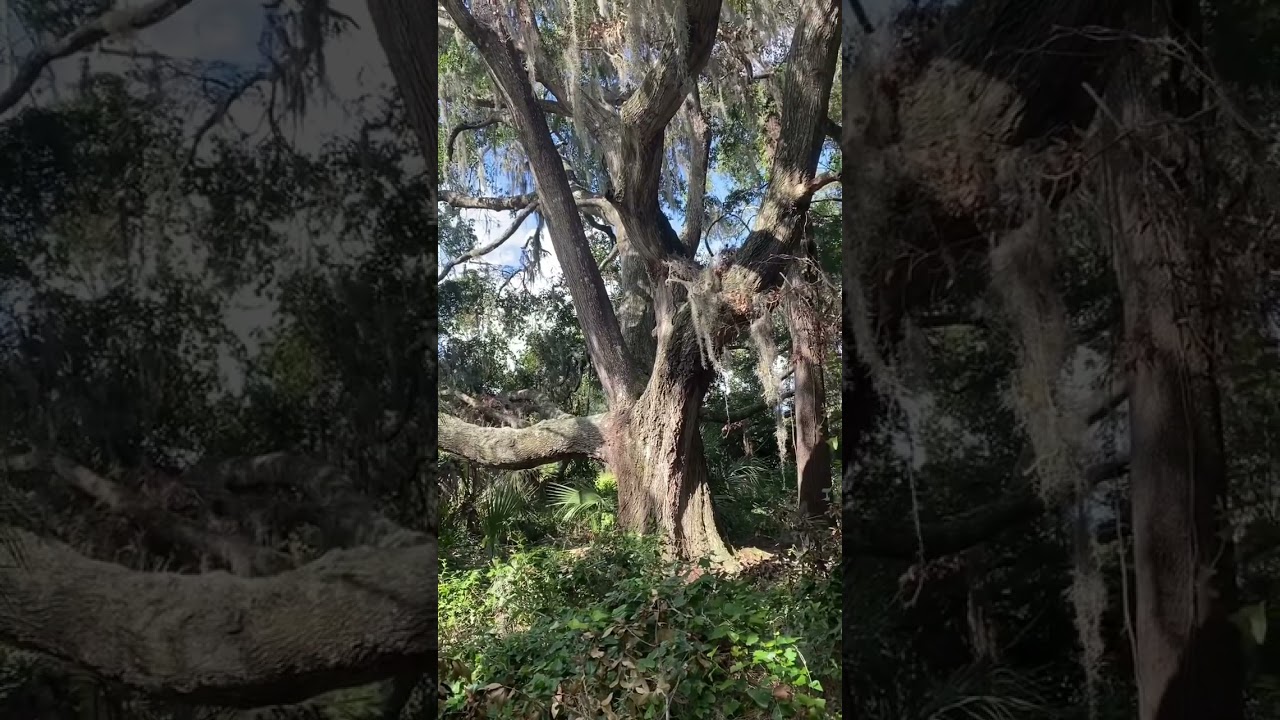 #oaktrees #oaks #trees #oldtrees #ancient