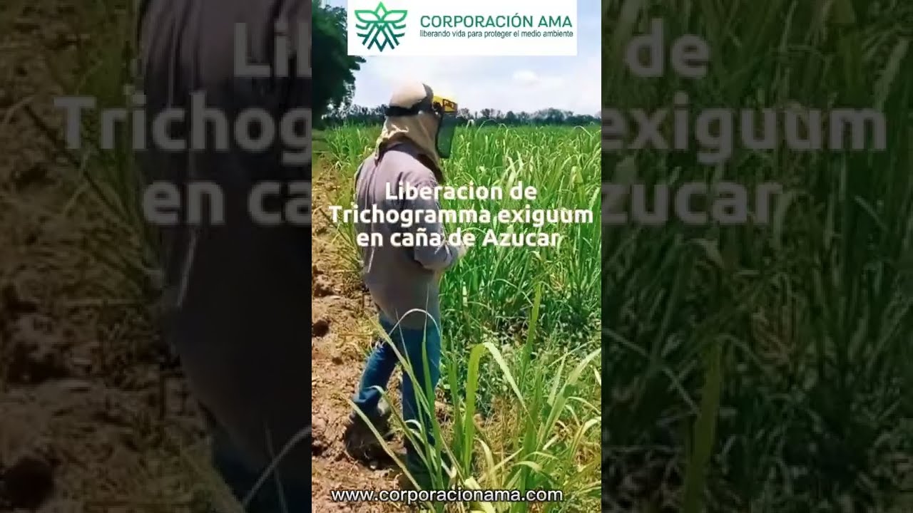 LIBERACION DE TRICHOGRAMMA EXIGUUM EN CAÑA DE AZUCAR