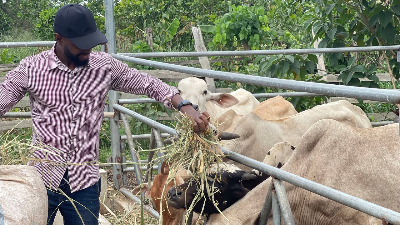 Intensive Livestock Farming In Africa