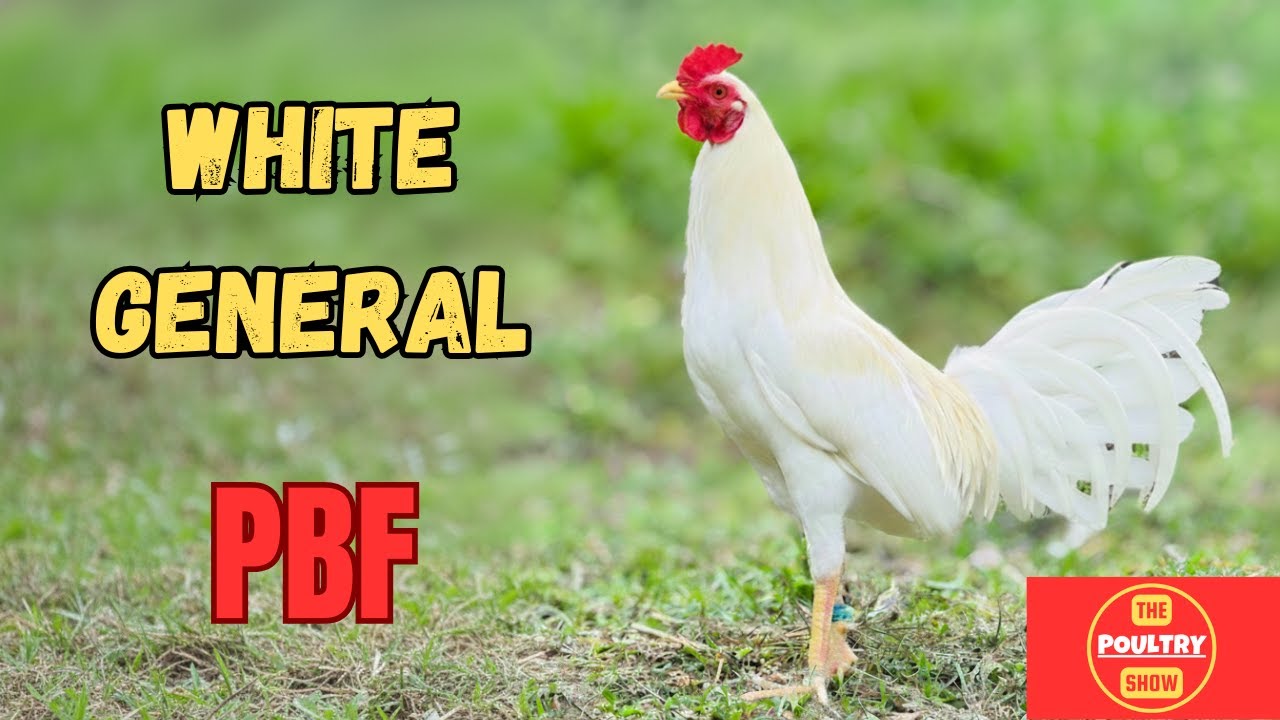 PBF 2025 | Randolph Plaza | Rey Briones