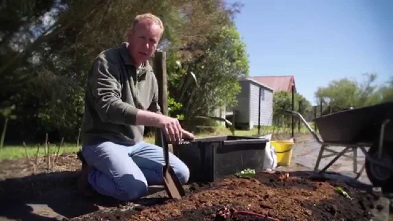 Dividing up Rhubarb & Fertilising Deciduous Fruit Trees | Organic Edible Garden