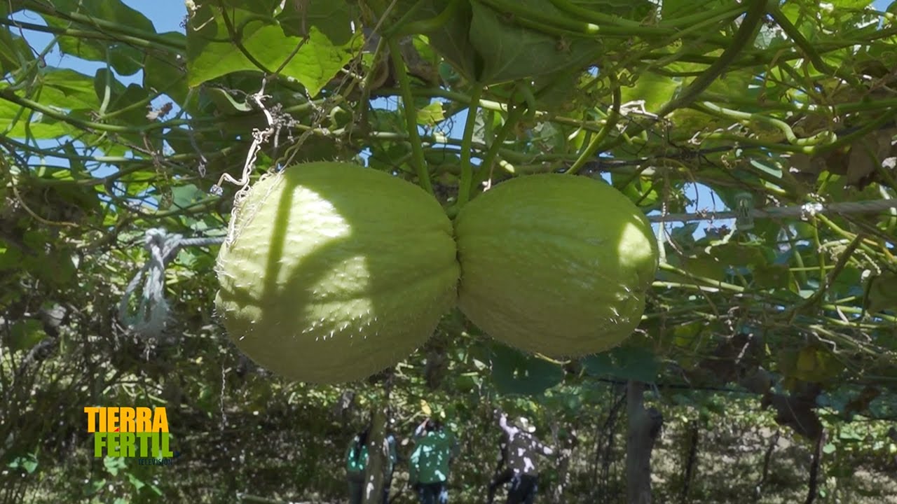 Tierra Fértil Tv-Producción de chayote en Poncitlán (15.02.25)
