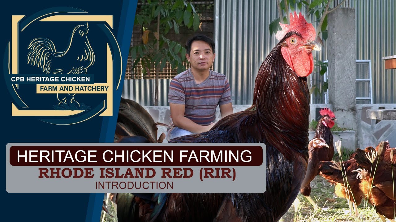 HERITAGE CHICKEN FARMING: RHODE ISLAND RED (RIR Chicken)