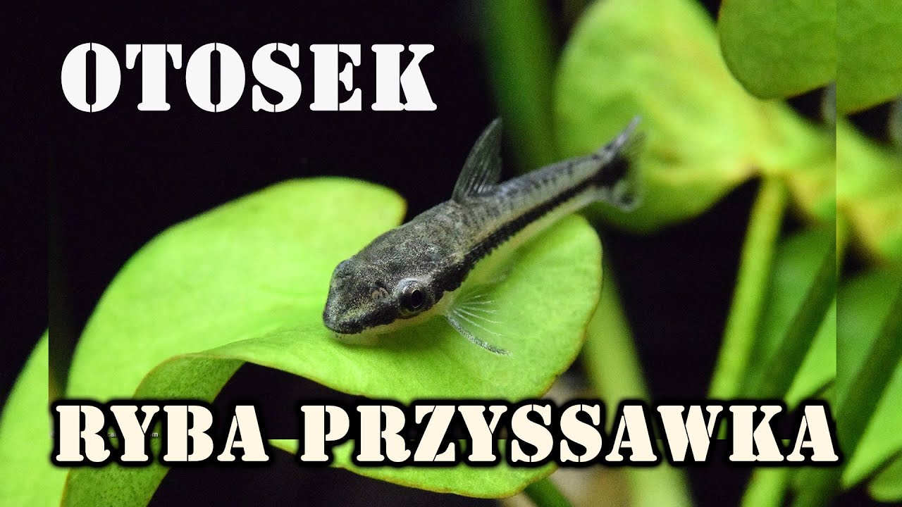 OTOSEK przyujściowy - ryba przyssawka - pogadanka o otoskach, zbrojnikach i moim akwarium.