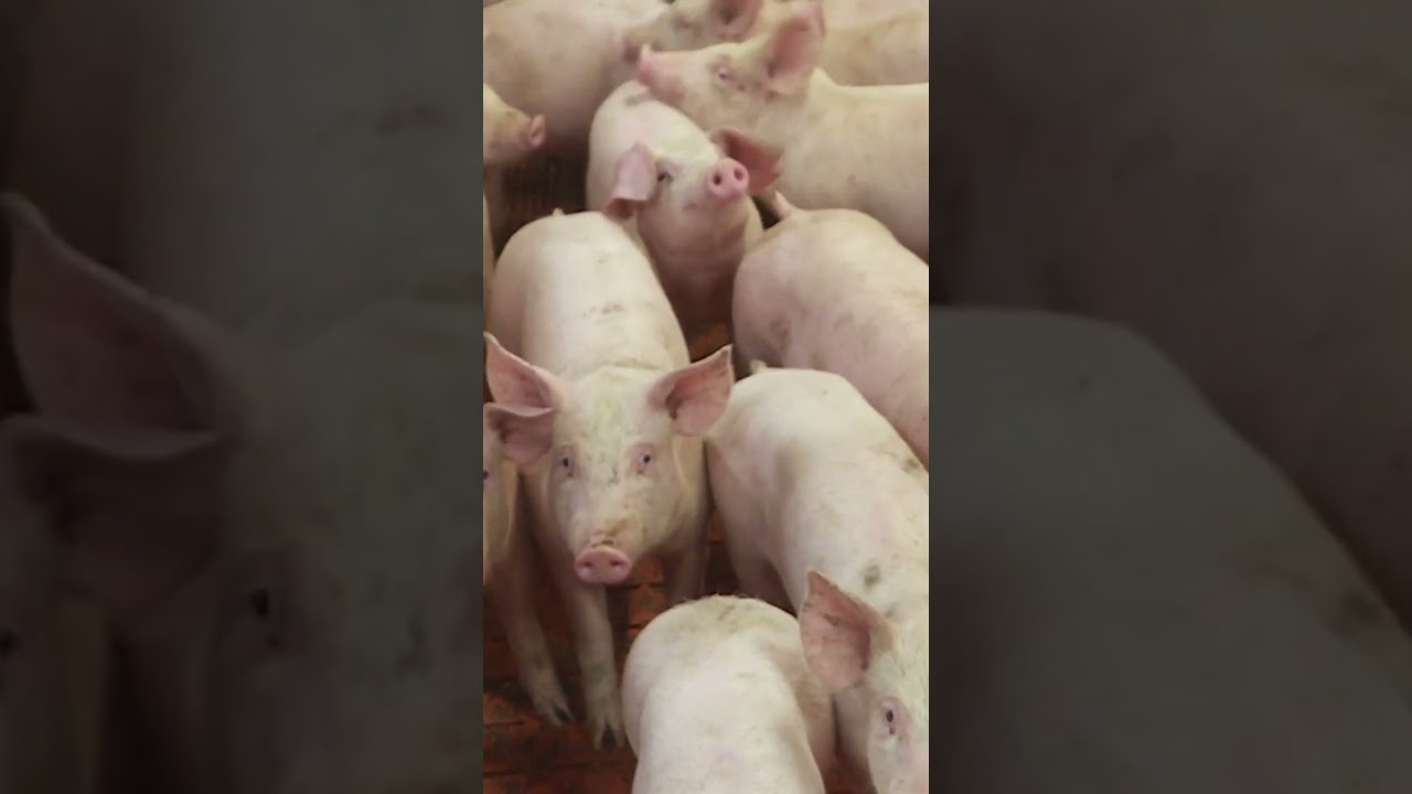 KLM Transatlantic Dreamliner: The Pig Incident That Grounded a $300M Jet