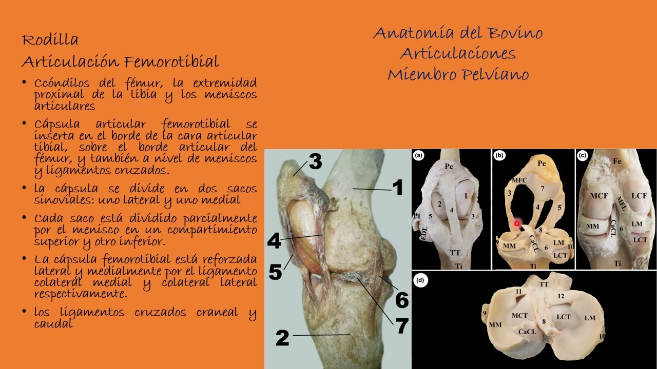 Articulaciones del Bovino: Miembro Pelviano