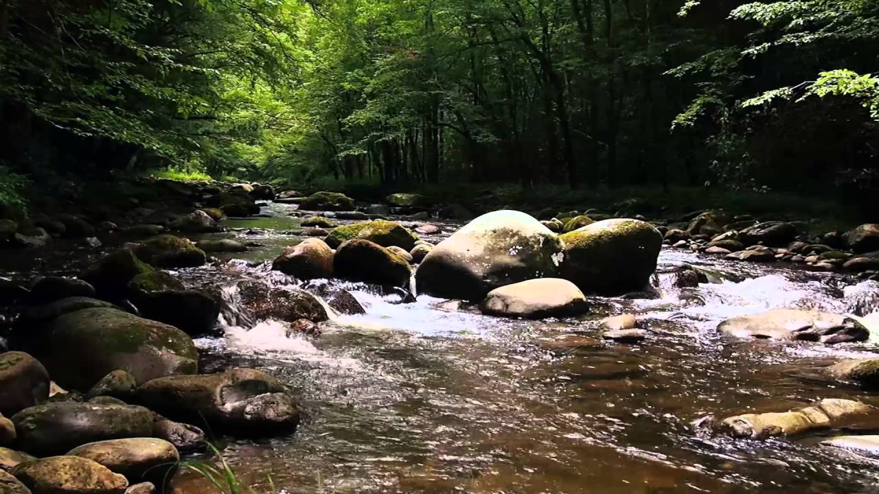 Forest Stream Ambience