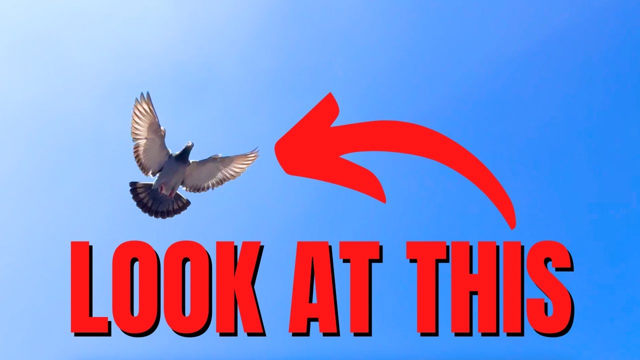 AMAZING Young Pigeon Race (Pigeons are in Great Shape)