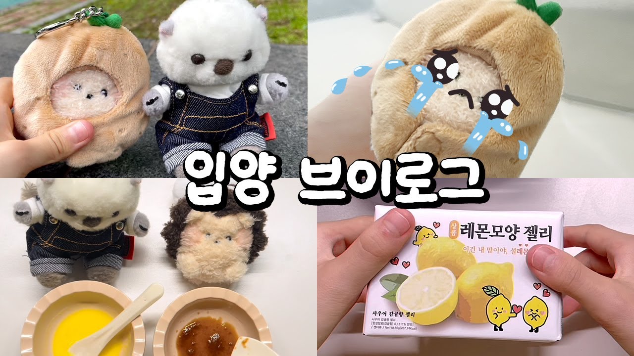 🦔 입양 브이로그 🍎 #인형계 #인형계브이로그 #인형케어브이로그
