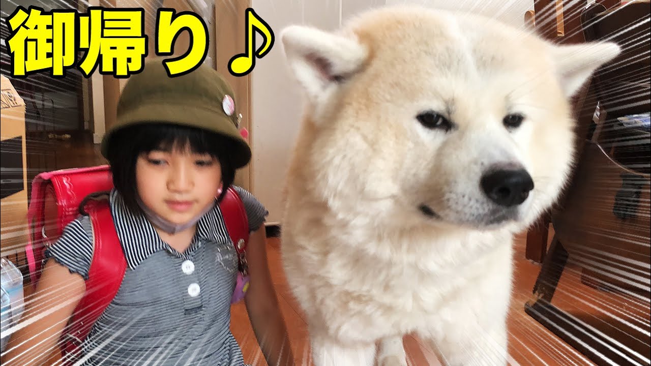 お出迎え♪秋田犬そうすけの巻【VLOG】