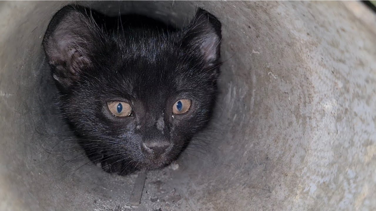 When Scared Kittens see people, they run away and hide in the water pipe.