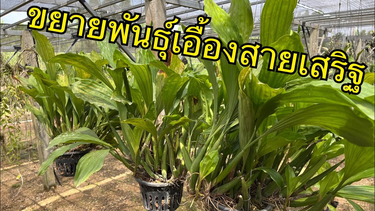 วิธีปลูกกล้วยไม้เอื้องสายเสริฐ