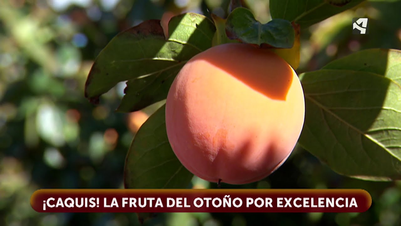 Caquis, la fruta del otoño