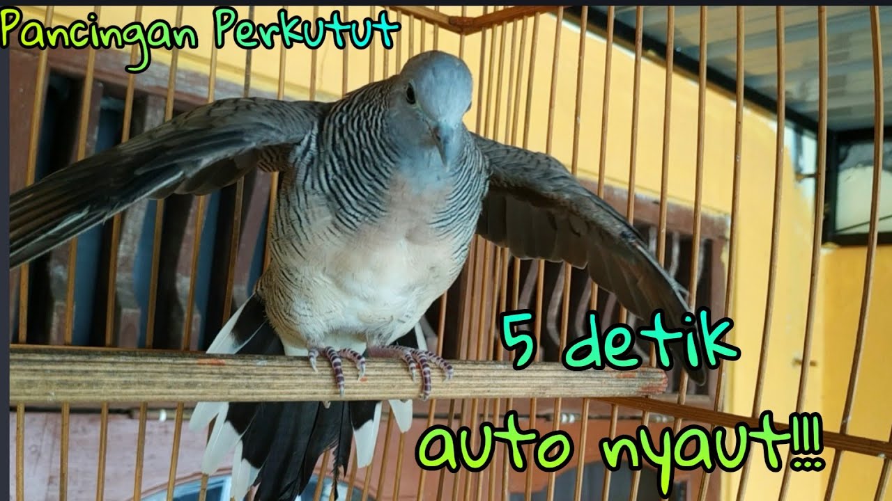 Langsung nyahut!! pancingan burung perkutut lokal ampuh