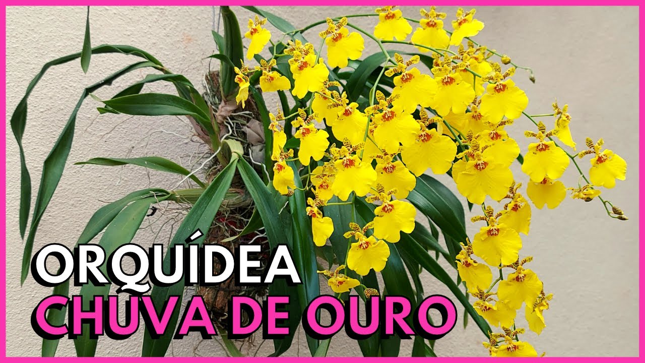 CULTIVE A ORQUÍDEA CHUVA DE OURO ASSIM E TENHA FLORES O ANO INTEIRO