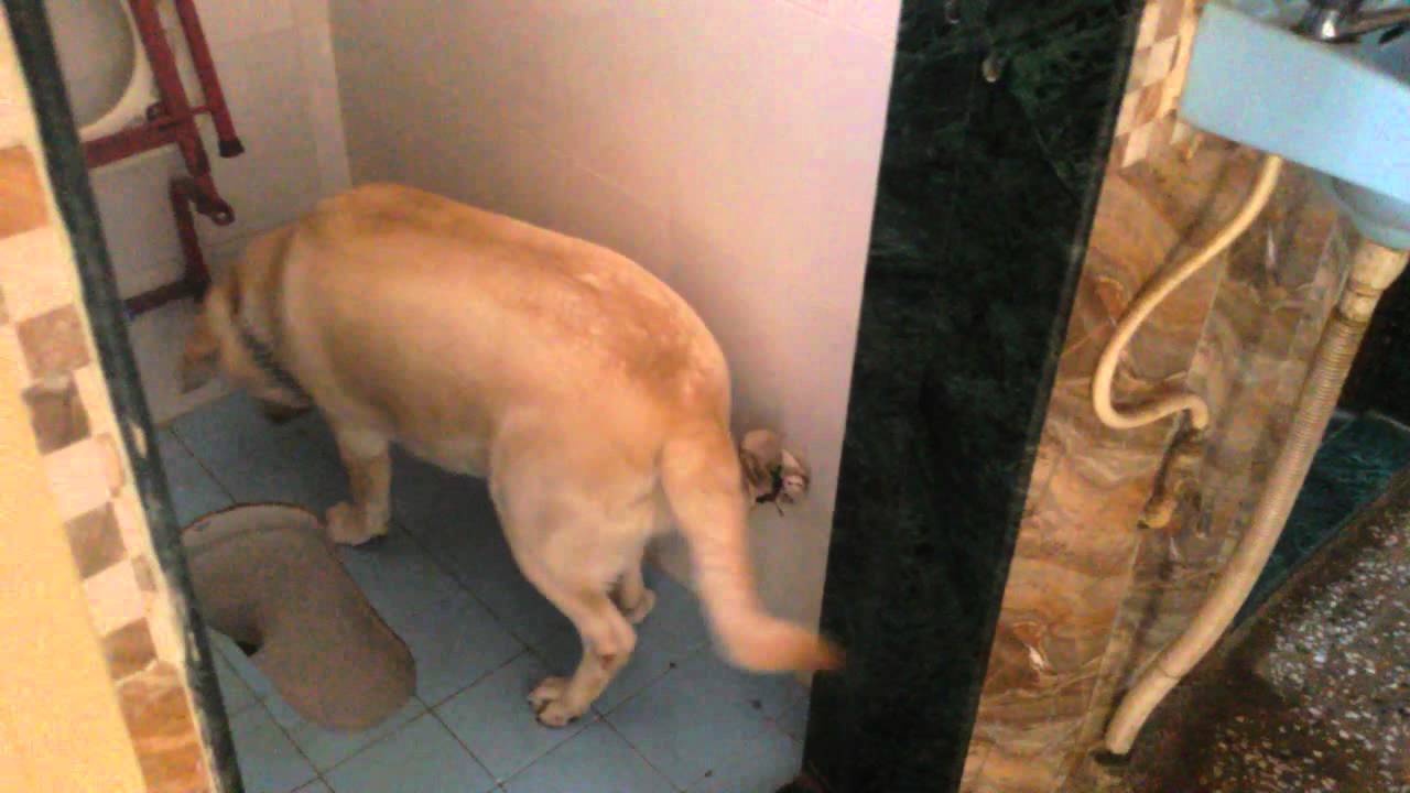 How to use Dog Toilet. ...Dolly