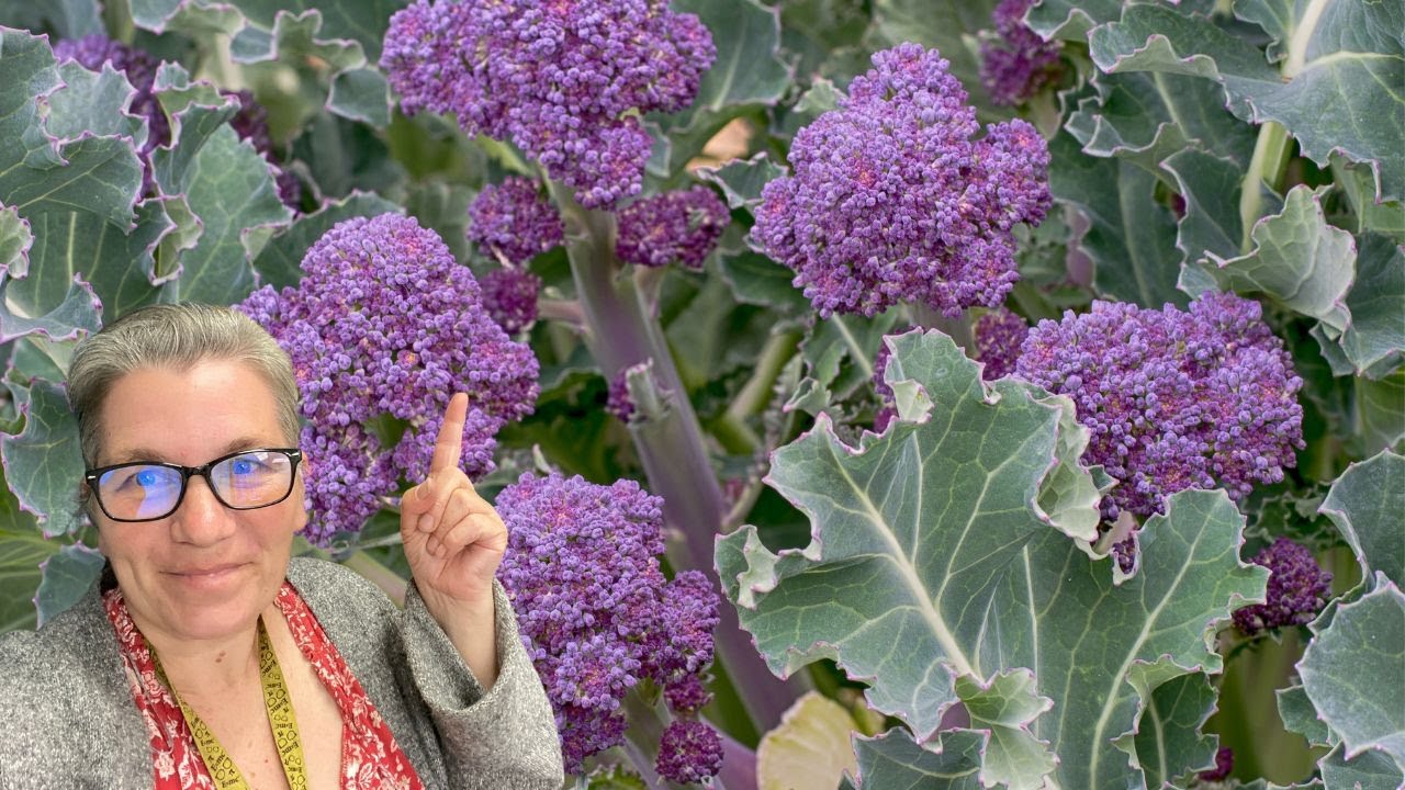 Planting Purple Sprouting Broccoli Seeds for the Fall Garden