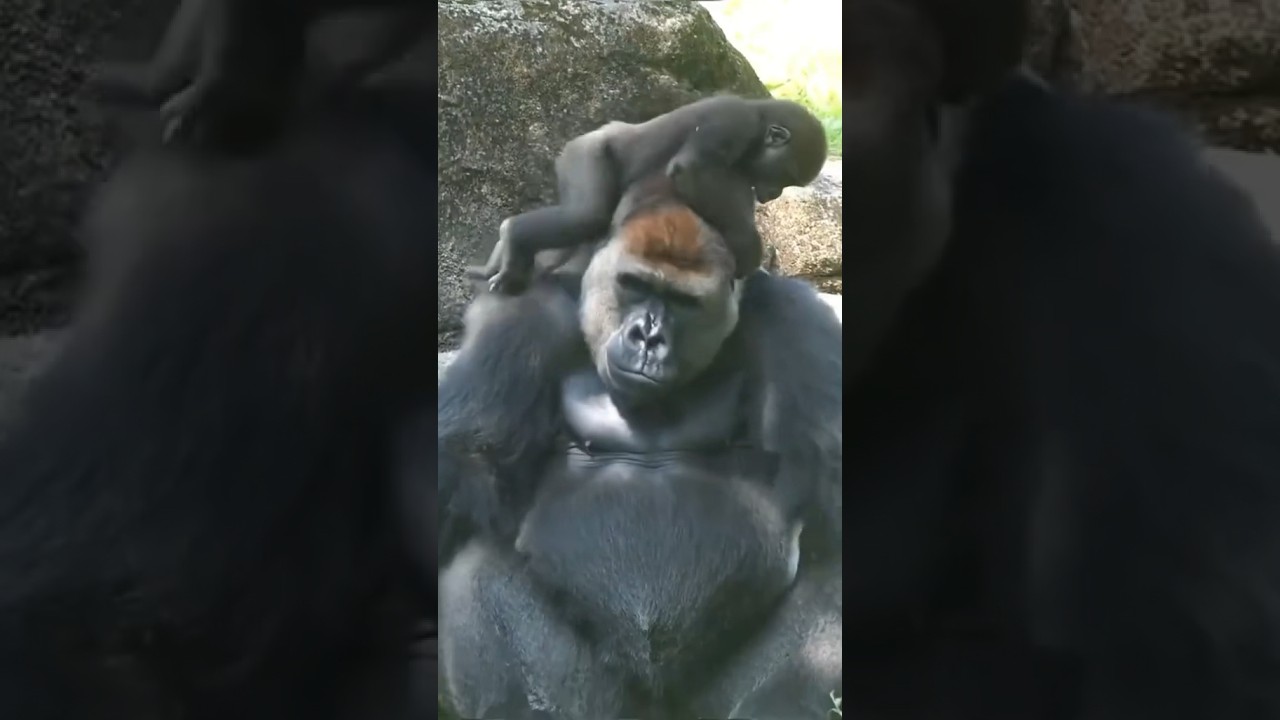 Baby Gorilla Annoying His Father 🐵 #shorts