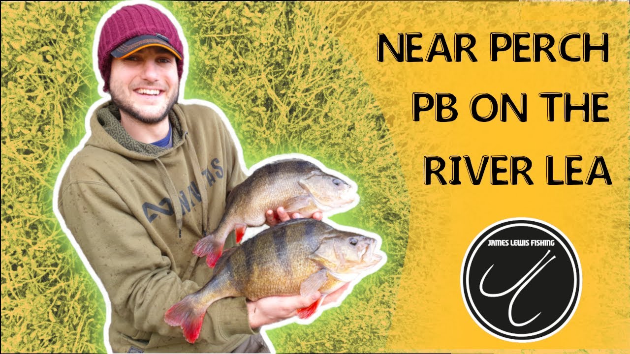 Perch Fishing | Near PB Perch on the River Lea