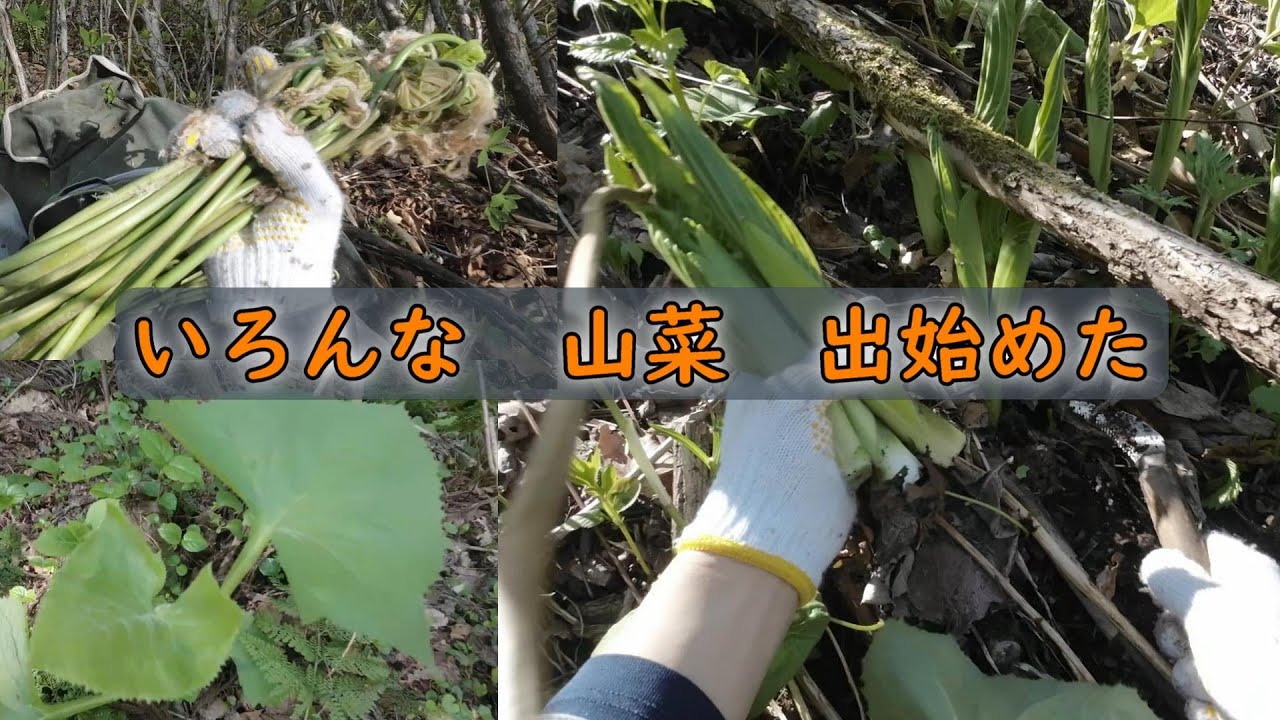 秋田奥羽山脈　いろんな山菜が出てきました