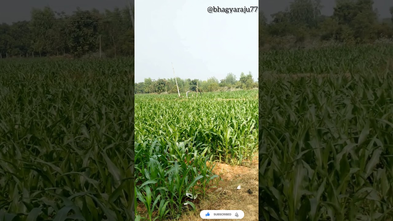The Peaceful One:&nbsp;Soothing Mud Road Ride to the Most Beautiful Green Farm 🌿#cornfields#mudroad#short