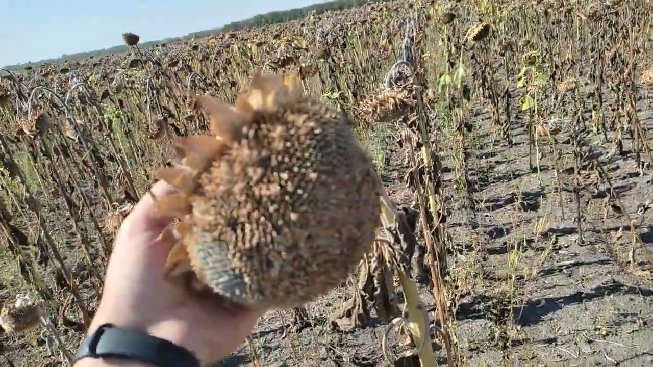 Збирання соняшника 🌻Сезон 2023🗓️ частина 3. Сайберік. Syngenta. 🔥 Робота йде 👍