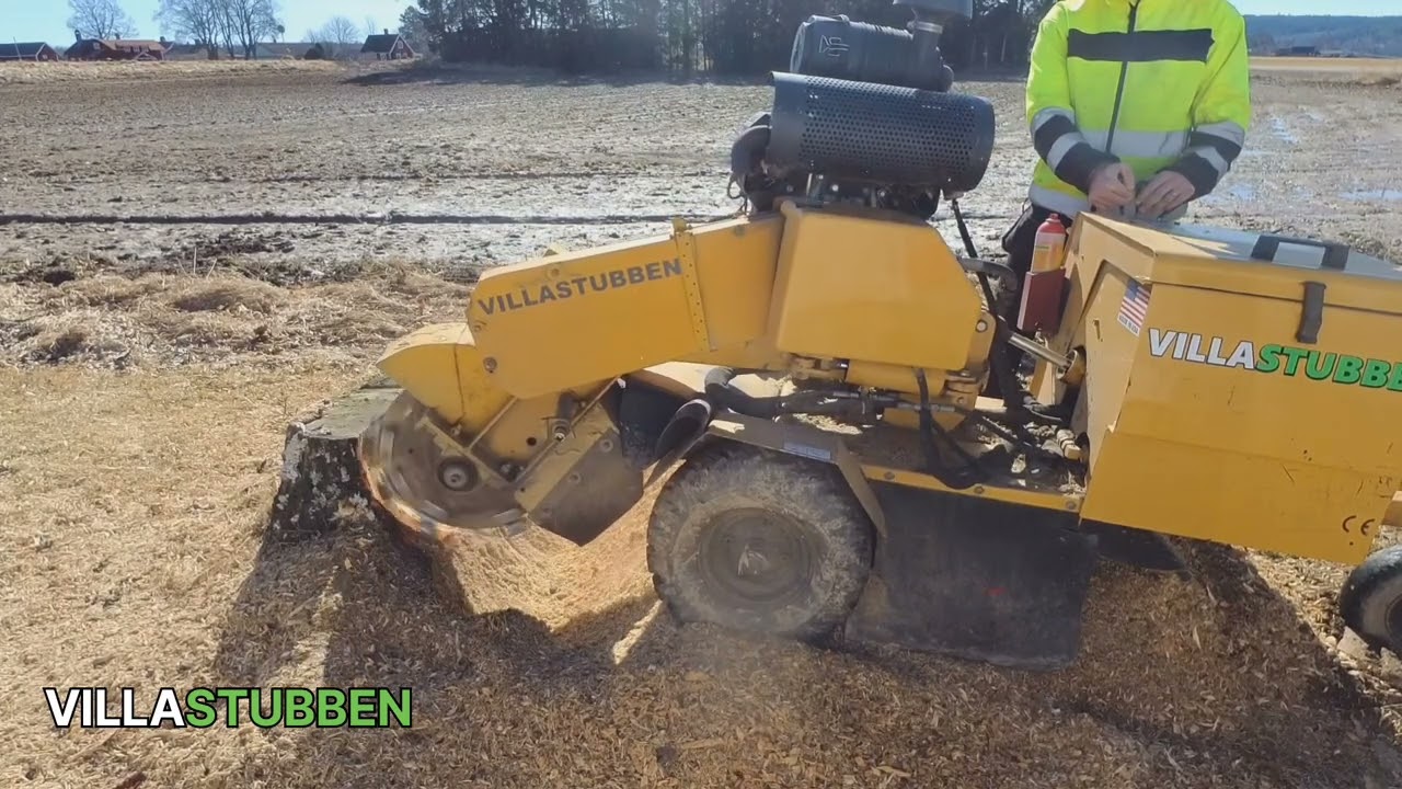 Stubbfräsning av stor björkstubbe.