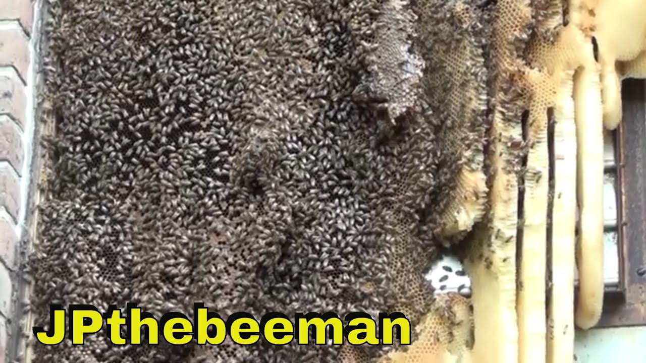 Огромный пчелиный улей удален живым!