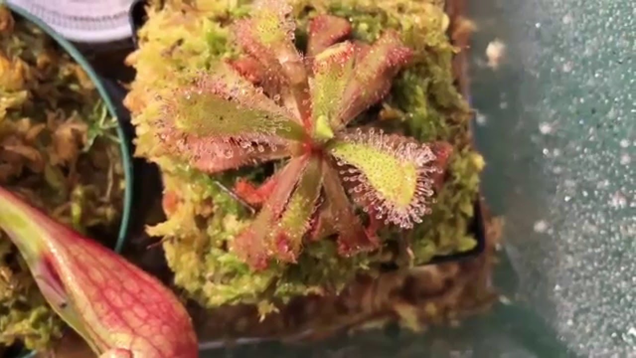 Drosera Venusta!