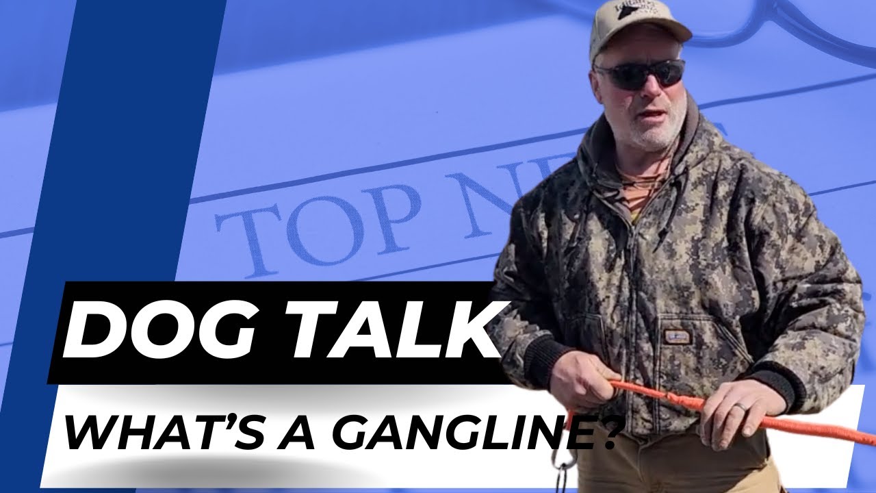 WHAT IS  A SLED DOG GANGLINE? - DOG TALK