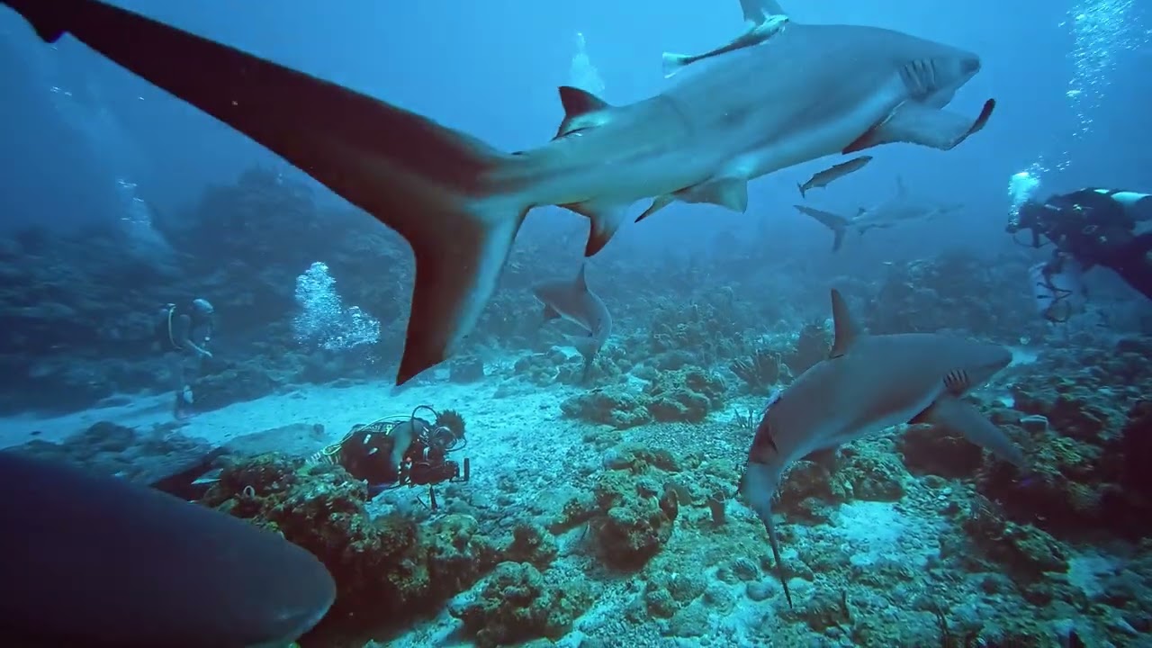Shark Dive!!!