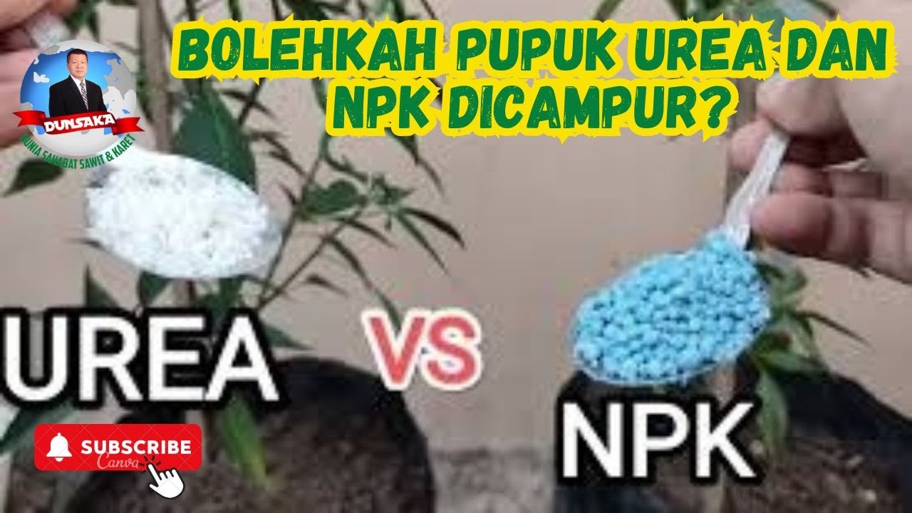 BOLEHKAH PUPUK UREA & NPK DICAMPUR?||DUNSAKA#177