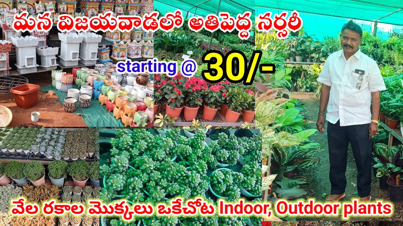 మన విజయవాడలో అతిపెద్ద nursery!!Starting 30/- only లెక్కలేనన్ని రకాల మొక్కలు|Wholesale|Vsr nursery