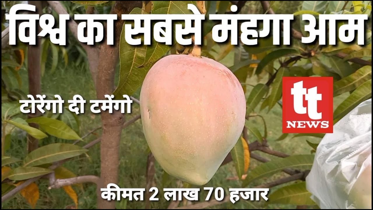 TORENGO THE TAMEGO विश्व के सबसे मंहगे आम का उत्पादन जबलपुर में